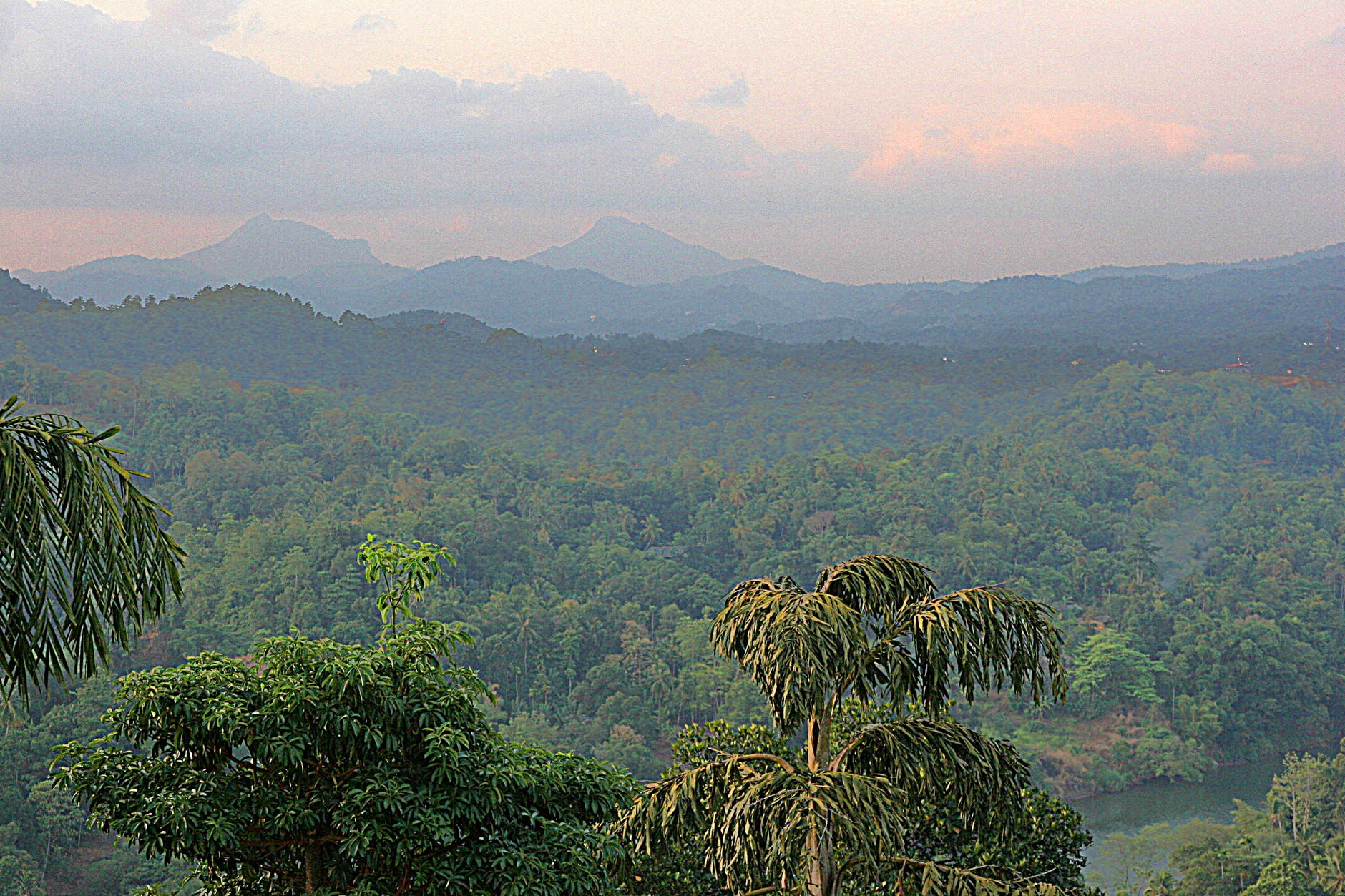 green tall trees at daytime
